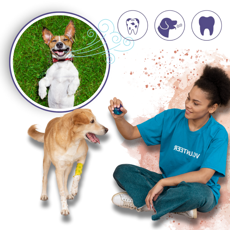 Natural Pet Oral Repair Gel